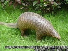 中药穿山甲多少一克