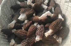 新鲜羊肚菌多少钱一斤