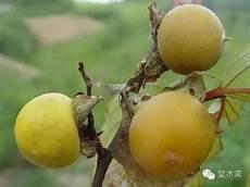 野柿子有毒吗